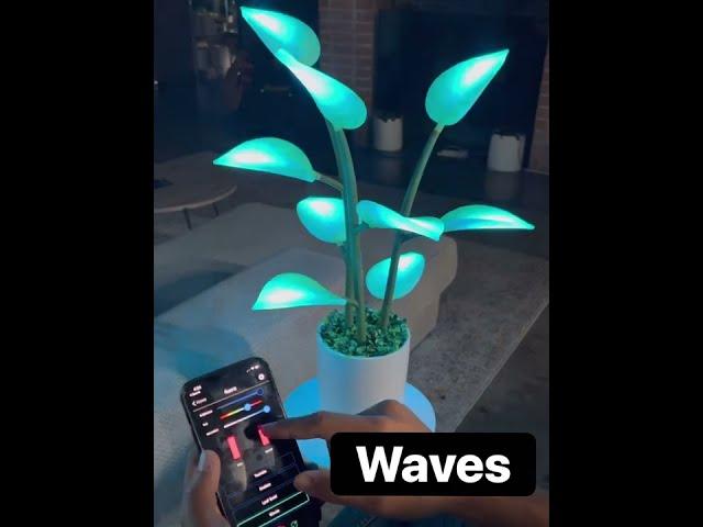 Fluora Mini Content Demo