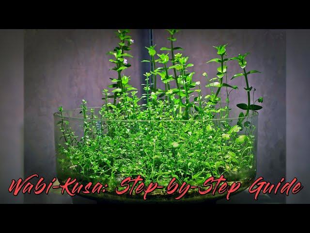 ВабиКуса: пошаговое руководство (DIY Wabi-Kusa Tutorial) #wabikusa #aquascaping  #wabikusa