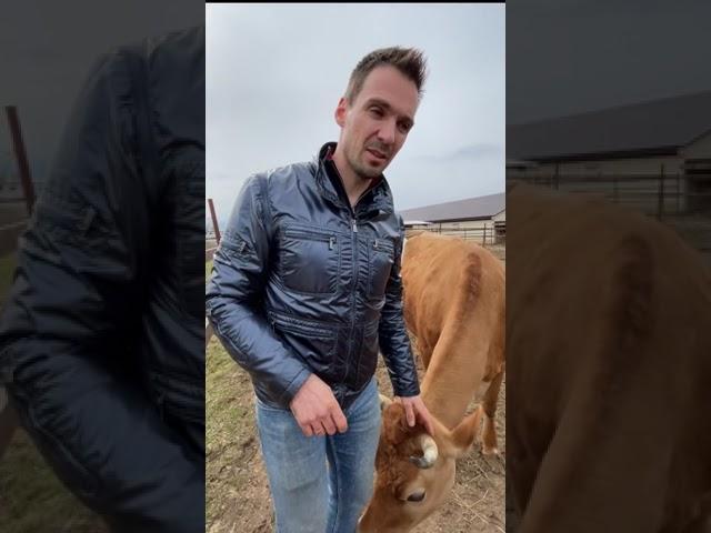Осторожно, РОГА! Опасна ли корова с рогами? #shorts