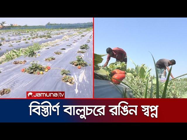 তিস্তার চরে স্ট্রবেরি চাষ; আবহাওয়া মানানসই হলে বাড়ানো হবে পরিধি | Kurigram Strawberry | JamunaTV