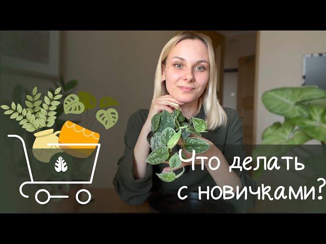 Всегда делай ЭТО после покупки / новое растение / нужно ли пересаживать? /  обработка /адаптация