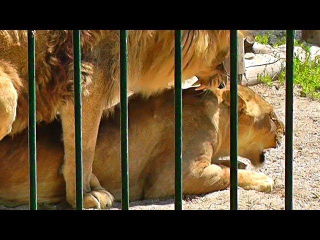 КЛАССНЫЙ ЗООПАРК В БЕРДЯНСКЕ - зоопарк Сафари