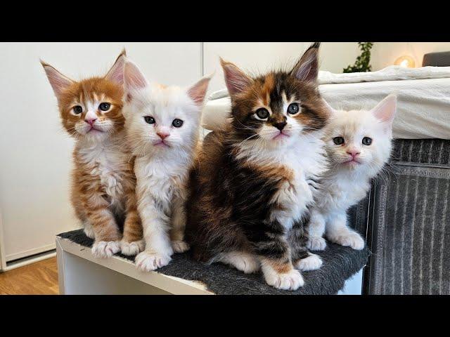 The Playful Maine Coon Family!