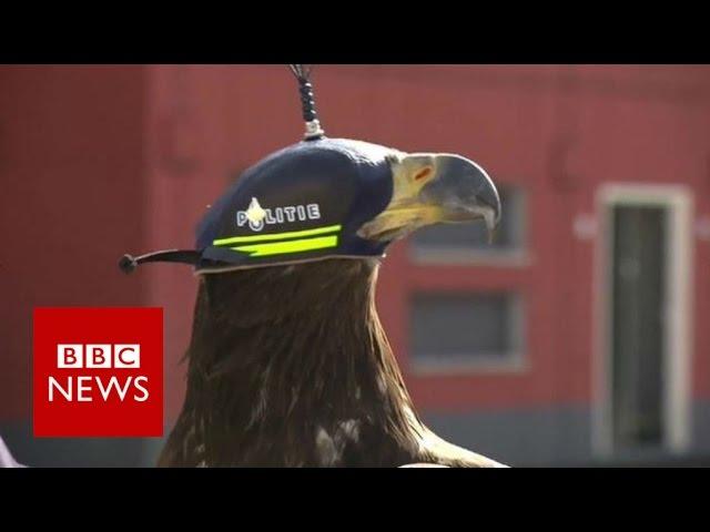 Eagles vs drones - BBC News