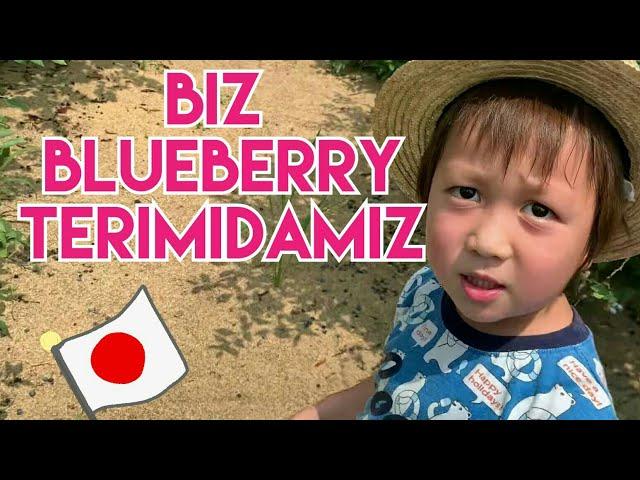 Biz blueberry terimidamiz endi !