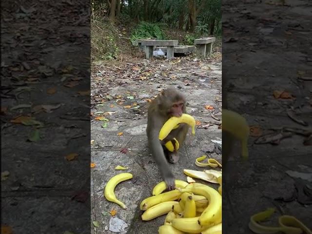 Monkey Life 9