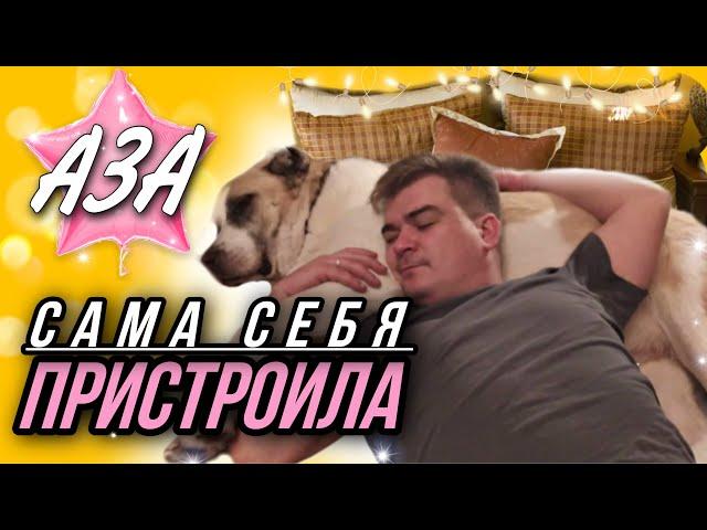 Алабайка Аза, от которой отказались через 1 час, сама себя пристроила 