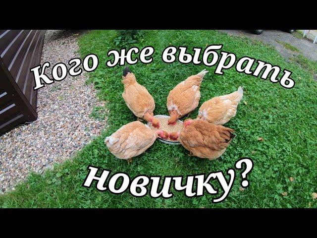 Какую породу кур выбрать новичку?