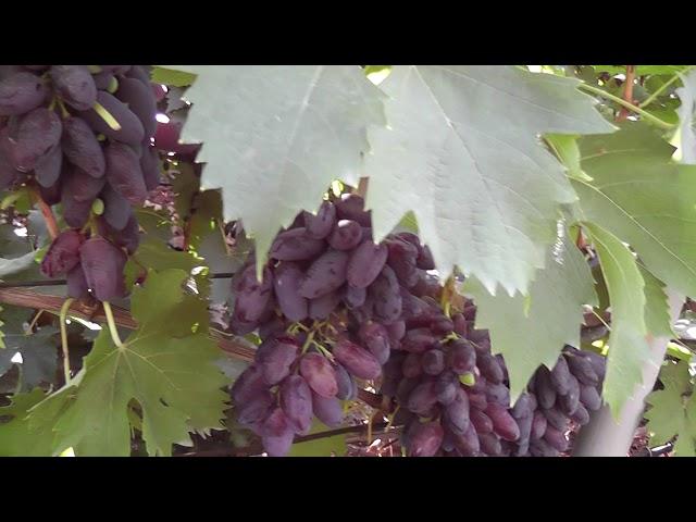 Сорт винограда "Могучий" - сезон 2020 # Grape variety "Moguchij" - season 2020