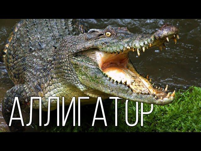 ALLIGATOR: How is he different from crocodiles? Interesting facts about alligators and reptiles