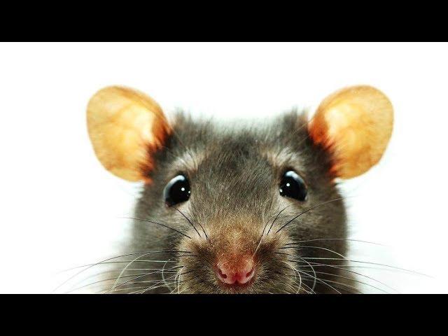 Rat Washes In The Sink With Voice Acting!