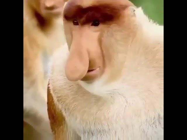 Обезьяна носач
