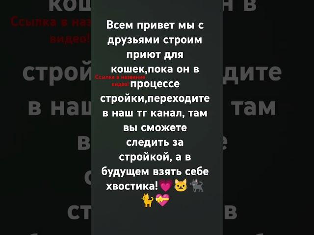 Наш ТГ "несём добро в мир " ссылка https://t.me/necemdobro #кошки #приютдлякошек #несемдобро