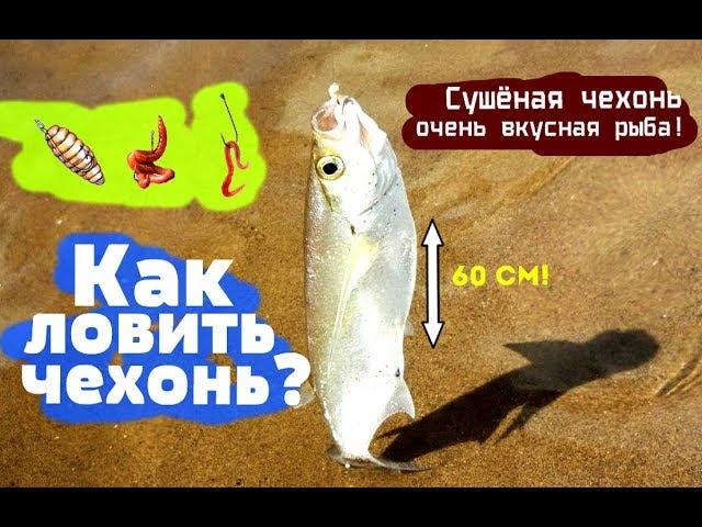 Как на что и где ловить чехонь? Уроки по ловле чехони!