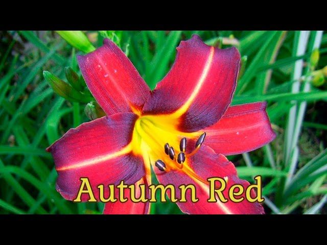 Autumn Red