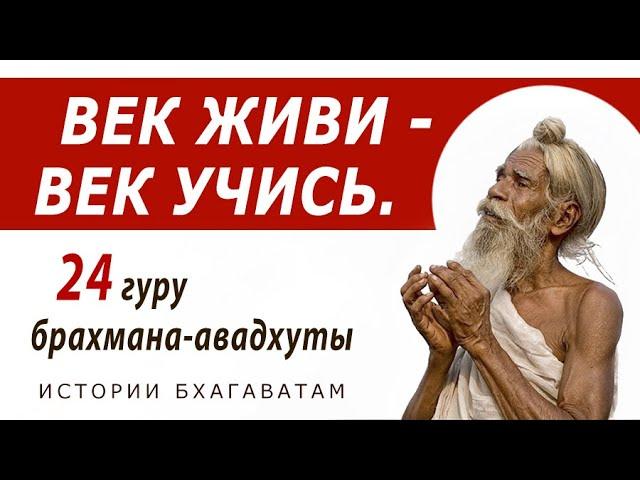 24 гуру брахмана-авадхуты / Истории Бхагаватам. Веды, философия, религия