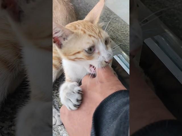 Playing with Stray Cats 