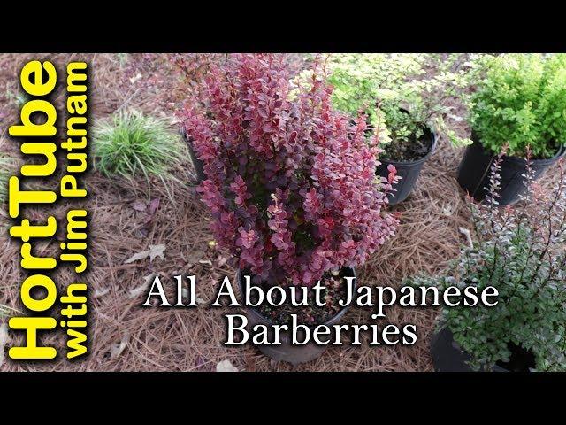 All About Japanese Barberries