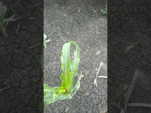 Poor start. Don't really know whats wrong with this maize farm.