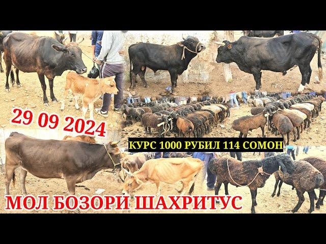 МОЛ БОЗОРИ НОХИЯИ ШАХРИТУС КАТТА МОЛ ВА МАЕДА МОЛ НАРХЛАРИ 29 09 2024 КУРС 1000 РУБИЛ 114 СОМОН