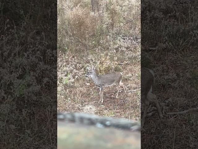 Future reindeer! #rudolph #whitetailbuck #wildlife #christmas #buckfever #trophybuck