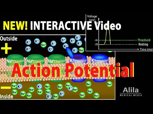 NEW: INTERACTIVE Animation: Action Potential in Neurons, Animation with Quiz