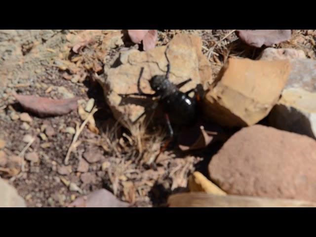 Morocco. Old Atlas. A giant beetle. Марокко. Старый Атлас. Гигантский жук.