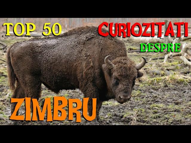 Top 50 curiozitati despre ZIMBRU