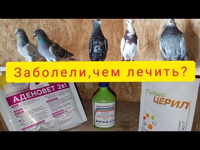 Голуби заболели.Симптомы и Лечение.The pigeons got sick.Symptoms and Treatment.