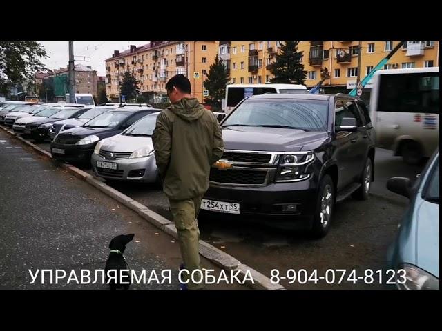 Дрессировка таксы. Послушание и управляемость без поводка в условиях города