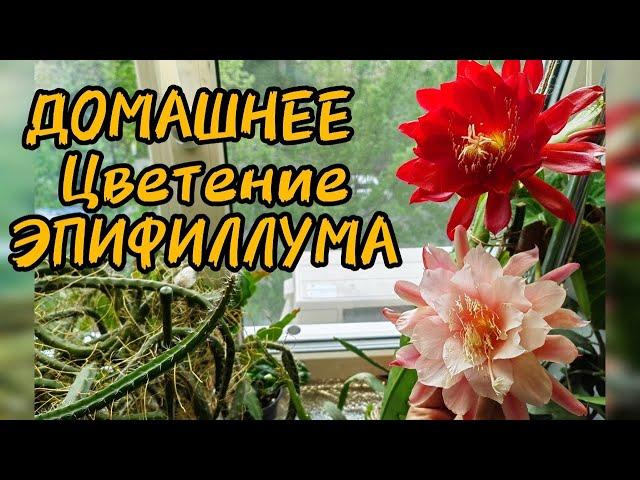 ОБЗОР РАСТЕНИЙ / ЦВЕТЕНИЕ ЭПИФИЛЛУМА / ЛЕСНЫЕ КАКТУСЫ В ЦВЕТАХ