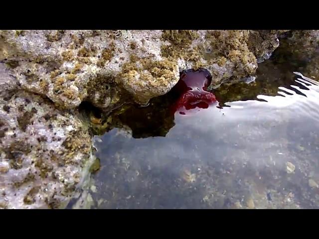 Marine flowers. That grows in the sea in Crete