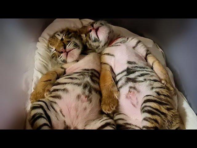 Тигрята сосут соску/как успокоить котят/Baby tigers and dummies lll 3 серия