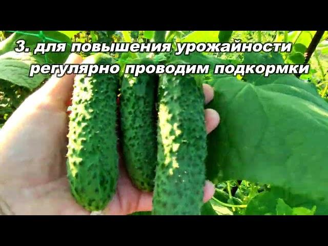 ‍ПРОСТЫЕ СПОСОБЫ ПОВЫШЕНИЯ УРОЖАЙНОСТИ ОГУРЦОВ. СМОЖЕТ КАЖДЫЙ!