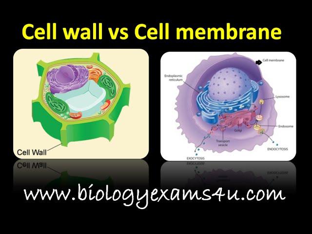 Difference between Cell wall and Cell membrane (Cell wall vs Plasma Membrane)