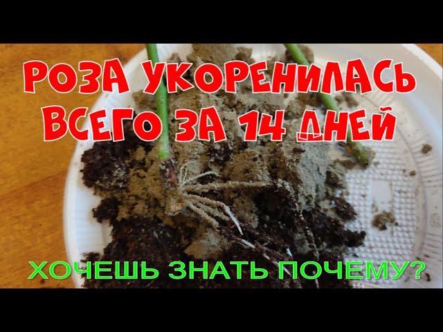 Роза укоренилась всего за 14 дней! Черенкование роз (ч.2)