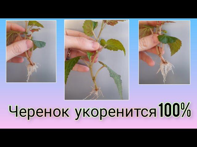 Бегонию беллеконию черенкую . Как я смогла быстро #размножить бегонию