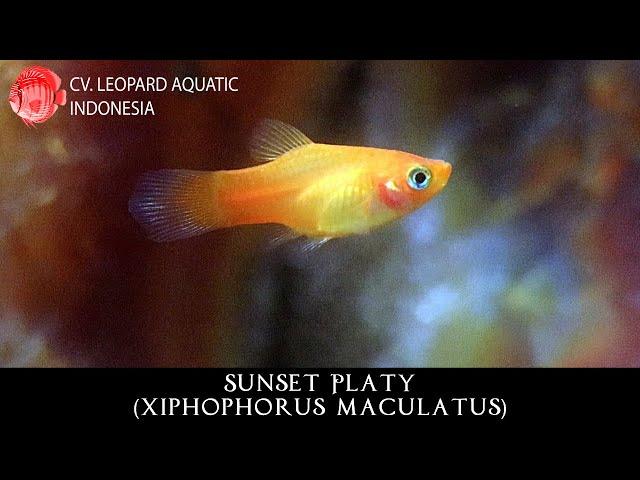 SUNSET PLATY. Colorful fish that everybody loves!(Leopard Aquatic E005C)