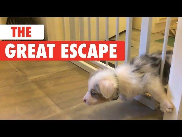 The Great Escape