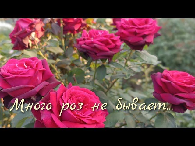 Цветение (не)редких сортов роз. 31 июля! #розы,#розывсаду #цветениероз,#сортароз