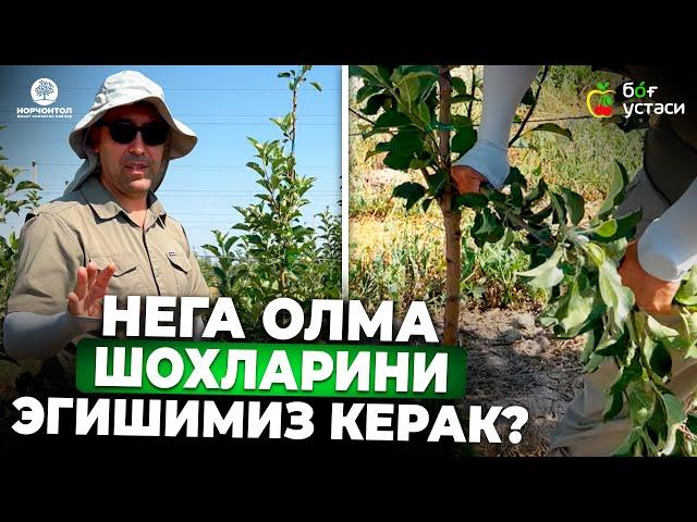 ОЛМА ШОХЛАРИНИ ЭГИШДАН МАҚСАД! | ШУҲРАТ АБРОРОВ #shuhratabrorov #olma #pinklady #uzbekistan #fruit