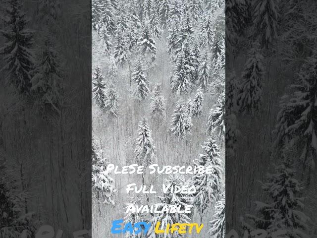 Winter Snow Trees Relaxing Piano Music #snow #winter #pianomusic