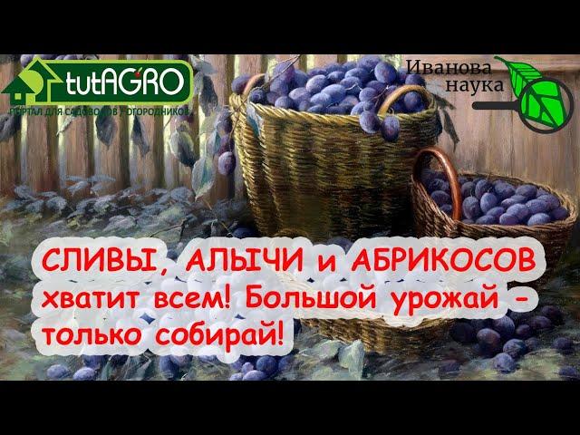 КАК УВЕЛИЧИТЬ УРОЖАЙ СЛИВЫ без ПОДКОРМОК, ОБРАБОТОК и ОБРЕЗКИ.