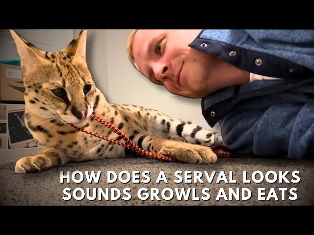 How does a Serval Looks Sounds Growls and Eats