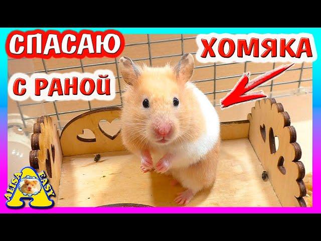 СПАСЕНИЕ ХОМЯКА ФАНТЫ / ЧТО С ХОМКИ? / ВОЛНУЮСЬ ЗА ХОМЯЧИХУ /  Alisa Easy Pets