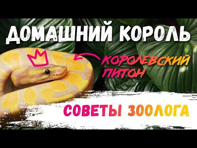 Королевский питон - идеальная змея! Чем кормить? Сколько живут?