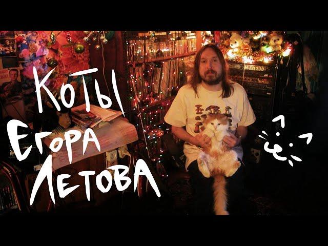 Егор Летов и КОТИКИ | Коты Егора Летова | feat Михаил Пирогов