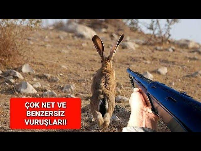 EN GÜZEL TAVŞAN VE KEKLİK AVLARI (2023-2024 SEZONU FULL)  HARE HUNTİNG ОХОТА НА КРОЛИКА صيد الأرانب