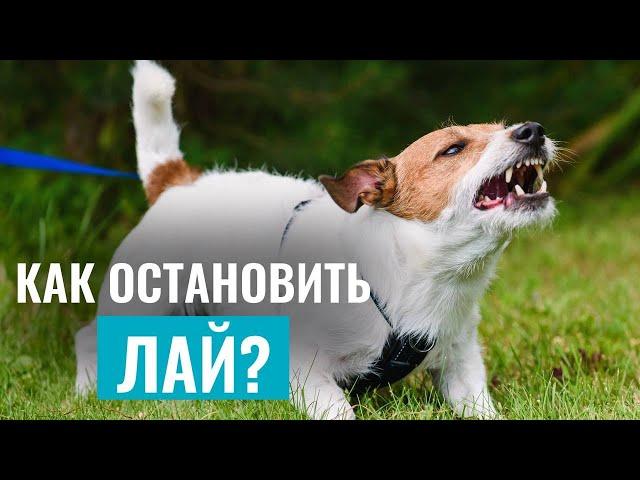 СОБАКА ЛАЕТ БЕЗ ПРИЧИНЫ? Лучшие упражнения ДЛЯ РАБОТЫ С ЛАЕМ