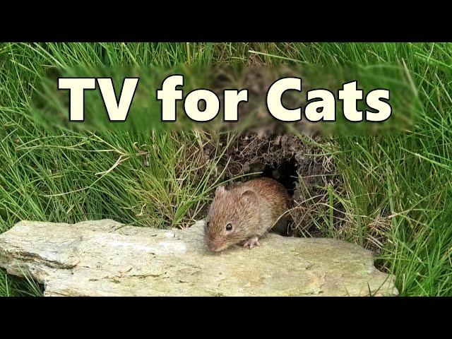 Cat TV Mouse Hole ~ Mice for Cats to Watch - 8 HOURS  Videos for Cats to Watch Mice